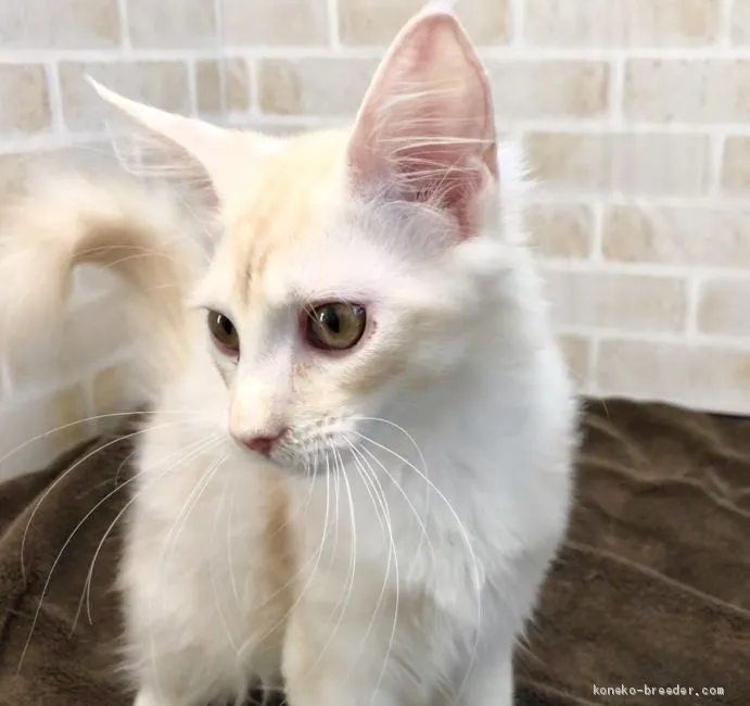 ID:1909-01259の子猫