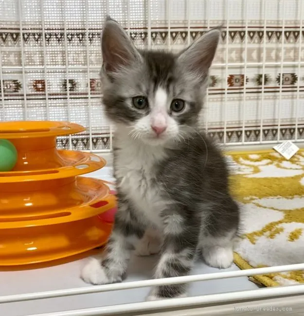 おとさん 様のお迎えした子猫