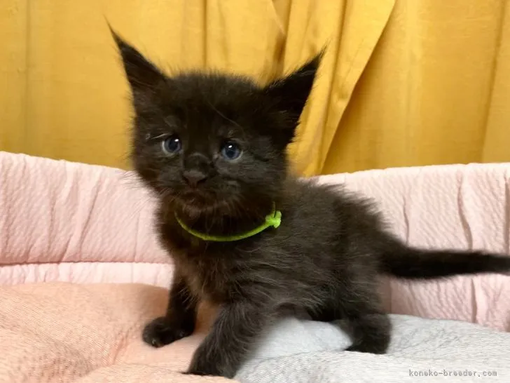 ID:2205-00840の子猫