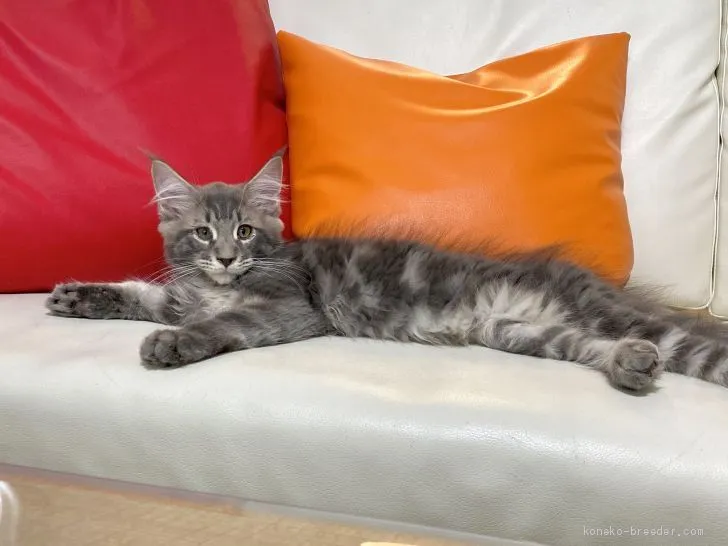 あいか 様のお迎えした子猫
