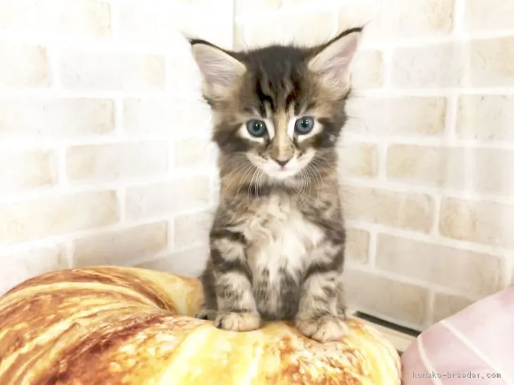 ヂュンヂーノ 様のお迎えした子猫
