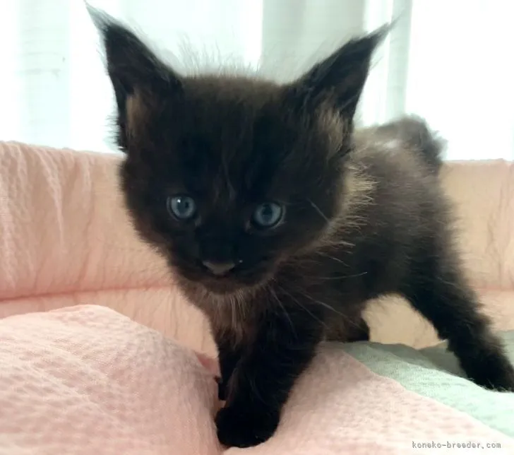 ID:2205-01083の子猫