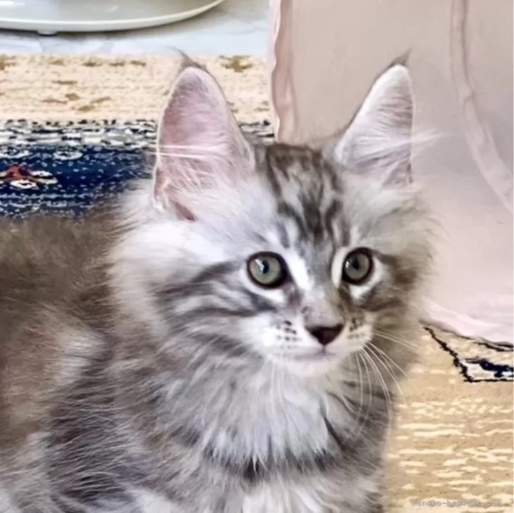 ID:2406-01756の子猫