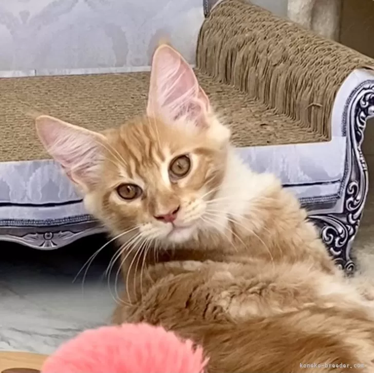 ID:2401-00546の子猫