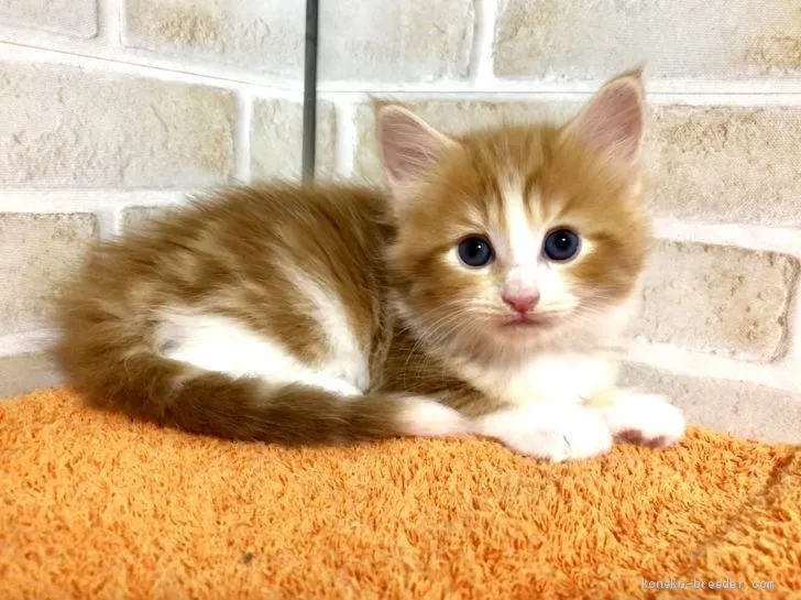 ID:1906-00953の子猫