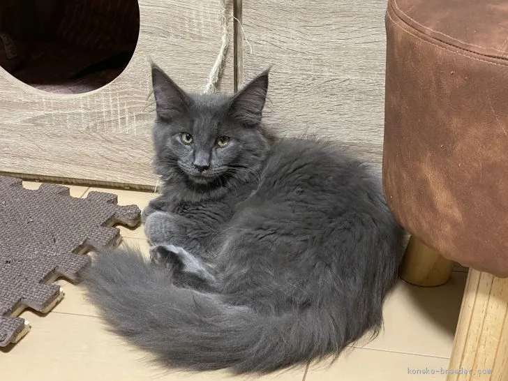 シイチ 様のお迎えした子猫