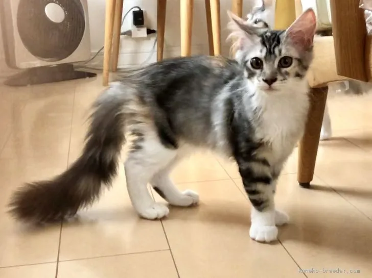 勝利 様のお迎えした子猫