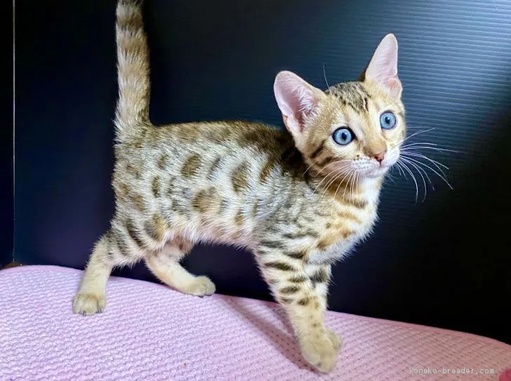 ブ〜太郎 様のお迎えした子猫