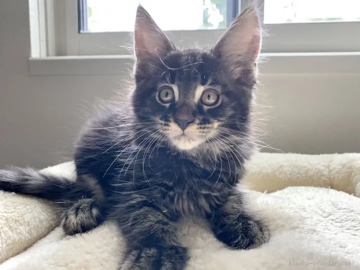 ID：2109-02660の子猫