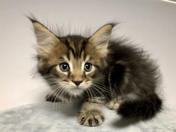 ID:2004-01508の子猫