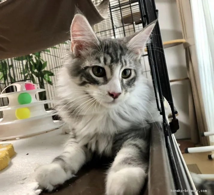 ID：1909-01255の子猫