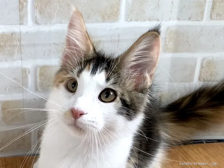 リホさん 様のお迎えした子猫