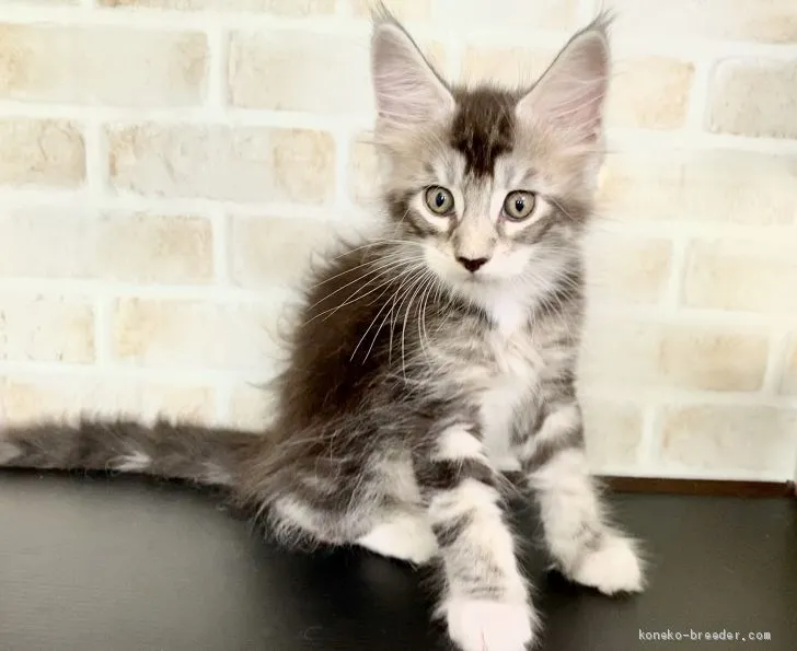 レモンセラ 様のお迎えした子猫