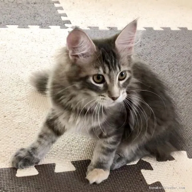 ID:1905-00808の子猫