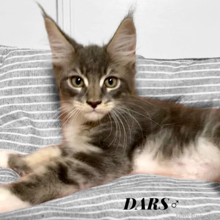 ID：2210-00214の子猫
