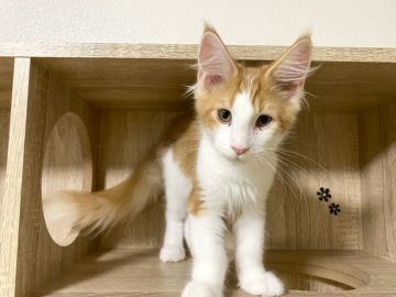 メインクーン【栃木県・男の子・2020年1月27日・レッドタビー&ホワイト】の写真「四肢が太くて大きくなりそうな男の子✨」