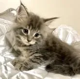 メインクーン【栃木県・男の子・2022年10月10日・ブルークラシックタビー】の写真1