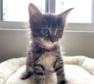 メインクーン 栃木県 女の子 21年7月4日 ブラウンクラシックトービー 個性派カラーの美人さん みんなの子猫ブリーダー 子猫id 2108 メインクーン 栃木県 女の子 21年7月4日 ブラウンクラシックトービー 個性派カラーの美人さん みんなの子猫ブリーダー 子猫id 2108