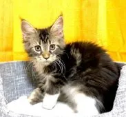 メインクーン【栃木県・男の子・2021年9月18日・ブラウンタビー&ホワイト】の写真2