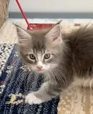 メインクーン【栃木県・女の子・2023年8月24日・ブルータビー&ホワイト】の写真3