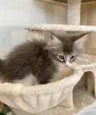 メインクーン【栃木県・女の子・2023年8月24日・ブルータビー&ホワイト】の写真4