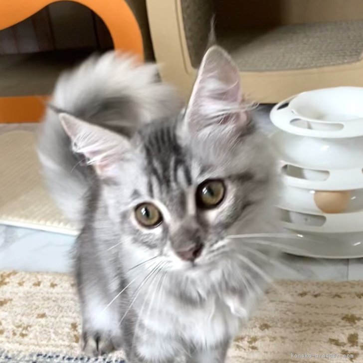 ブリーダー画像