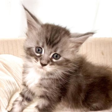 メインクーン【栃木県・女の子・2025年11月6日・シルバータビー&ホワイト】の写真「将来が楽しみな美人にゃん❣️」