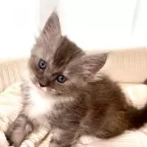 メインクーン【栃木県・女の子・2025年11月6日・ブルーシルバータビー&ホワイト】の写真1