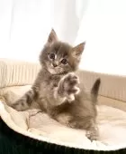 メインクーン【栃木県・男の子・2025年11月4日・ブルータビー】の写真4