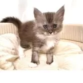 メインクーン【栃木県・女の子・2025年11月6日・ブルーシルバータビー&ホワイト】の写真4