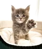 メインクーン【栃木県・男の子・2025年11月4日・ブルータビー】の写真6