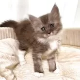 メインクーン【栃木県・女の子・2025年11月6日・ブルーシルバータビー&ホワイト】の写真6