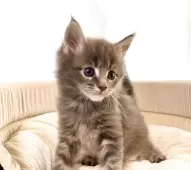 メインクーン【栃木県・男の子・2025年11月4日・ブルータビー】の写真7