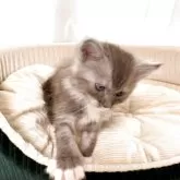 メインクーン【栃木県・女の子・2025年11月6日・ブルーシルバータビー&ホワイト】の写真7