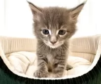 メインクーン【栃木県・男の子・2025年11月4日・ブルータビー】の写真2