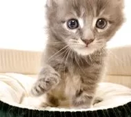 メインクーン【栃木県・男の子・2025年11月4日・ブルータビー】の写真5