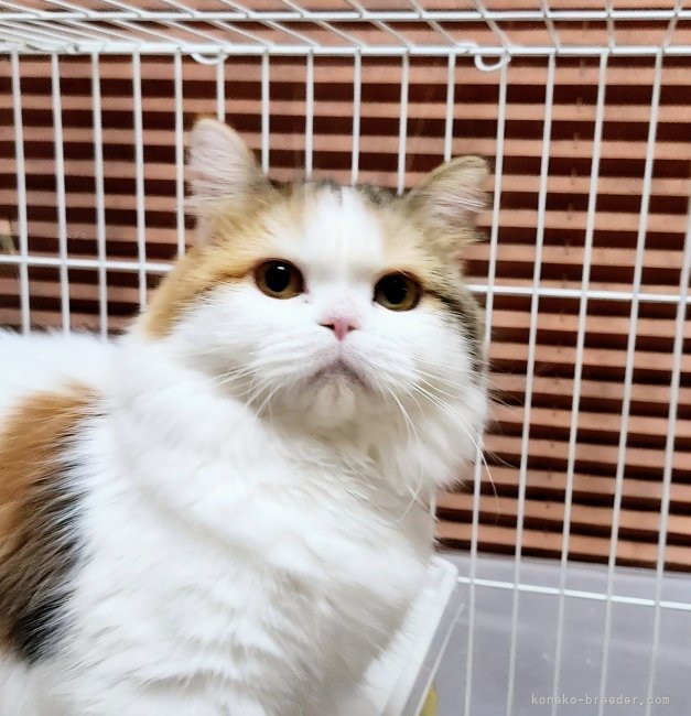 マンチカン【・女の子・2024年10月20日・キャリコ】