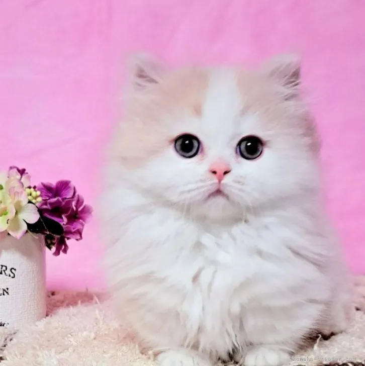 ID：2301-01438の子猫
