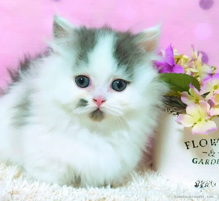 ID:2201-00847の子猫
