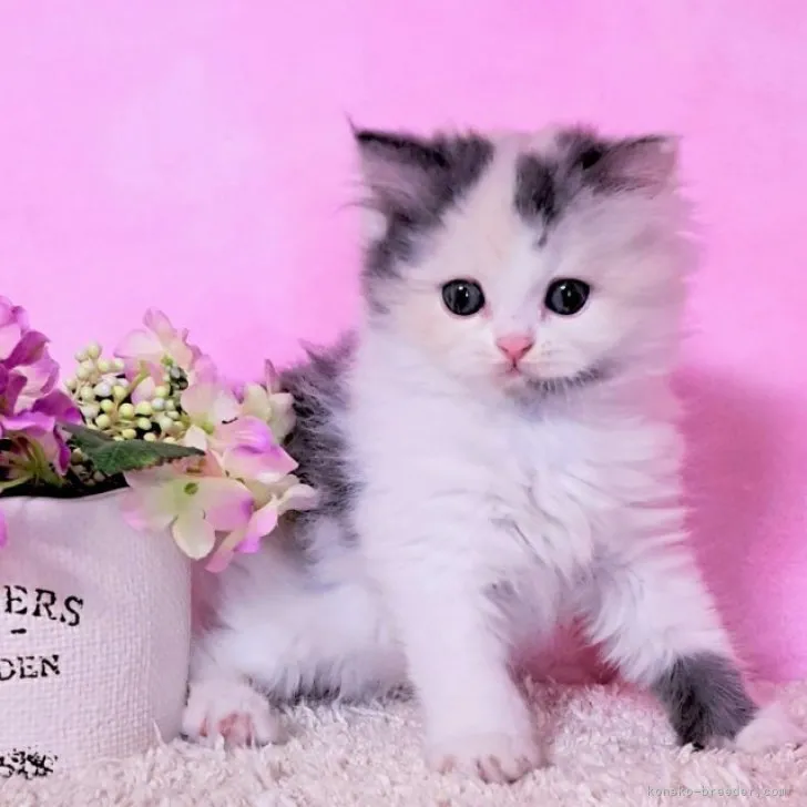 ID:2304-01975の子猫