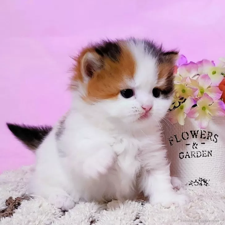 ID：2412-00109の子猫