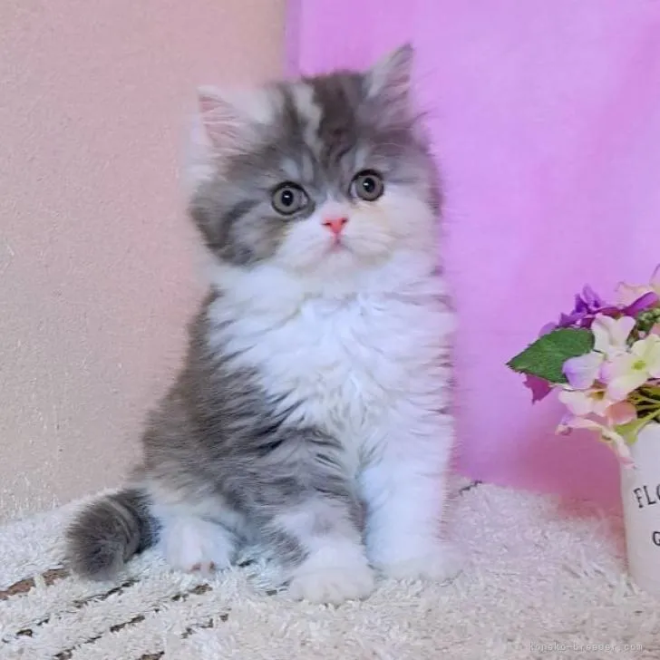 ID:2208-00583の子猫