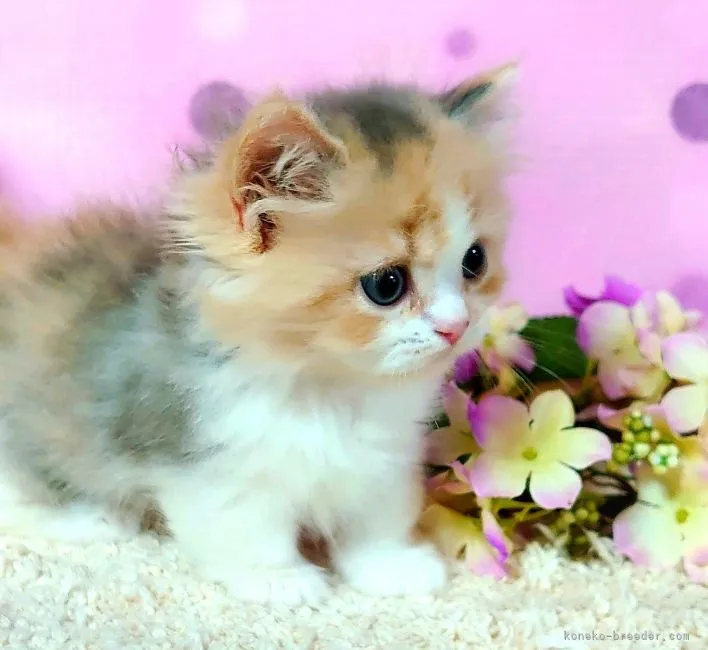 マンチカン(短足)【群馬県・女の子・2021年6月20日・キャリコ】の写真1「明るく優しい毛色💕」