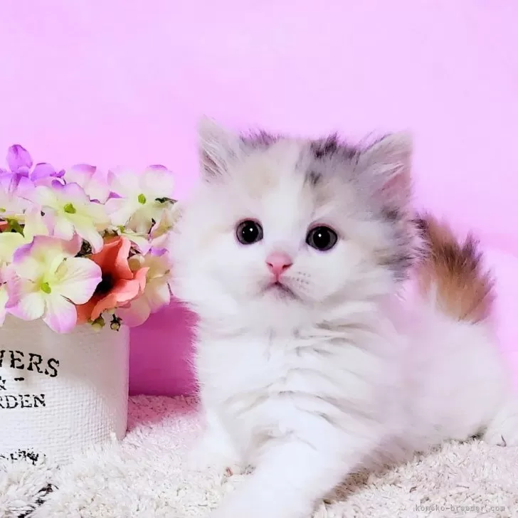 匿名 様のお迎えした子猫