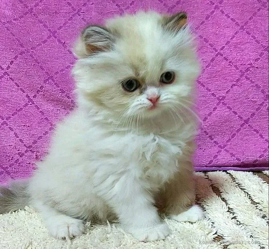 ID：2002-01116の子猫