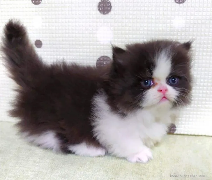 ID:2011-00559の子猫