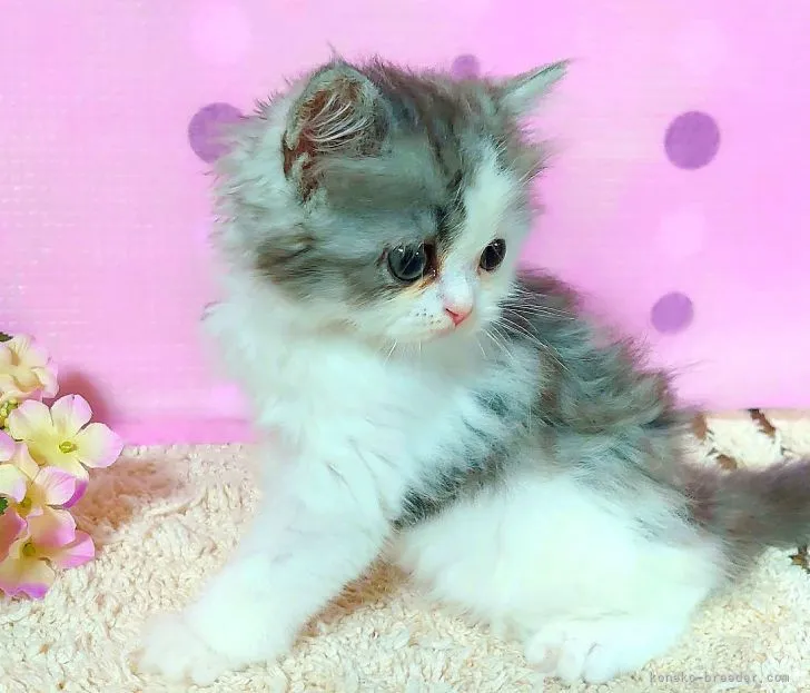 ID：2108-00124の子猫