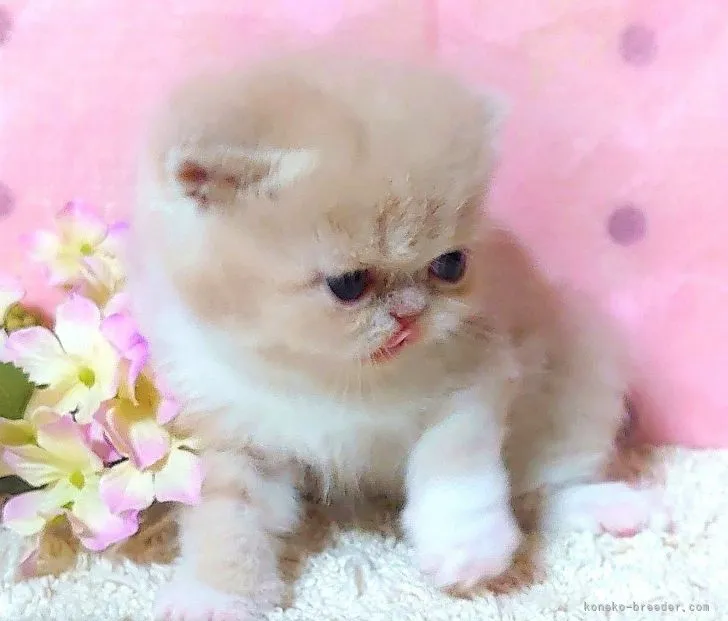 ID：2107-00862の子猫
