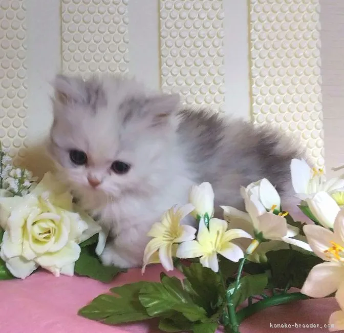 ID：1811-00688の子猫
