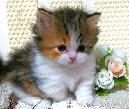 ID：2005-00120の子猫